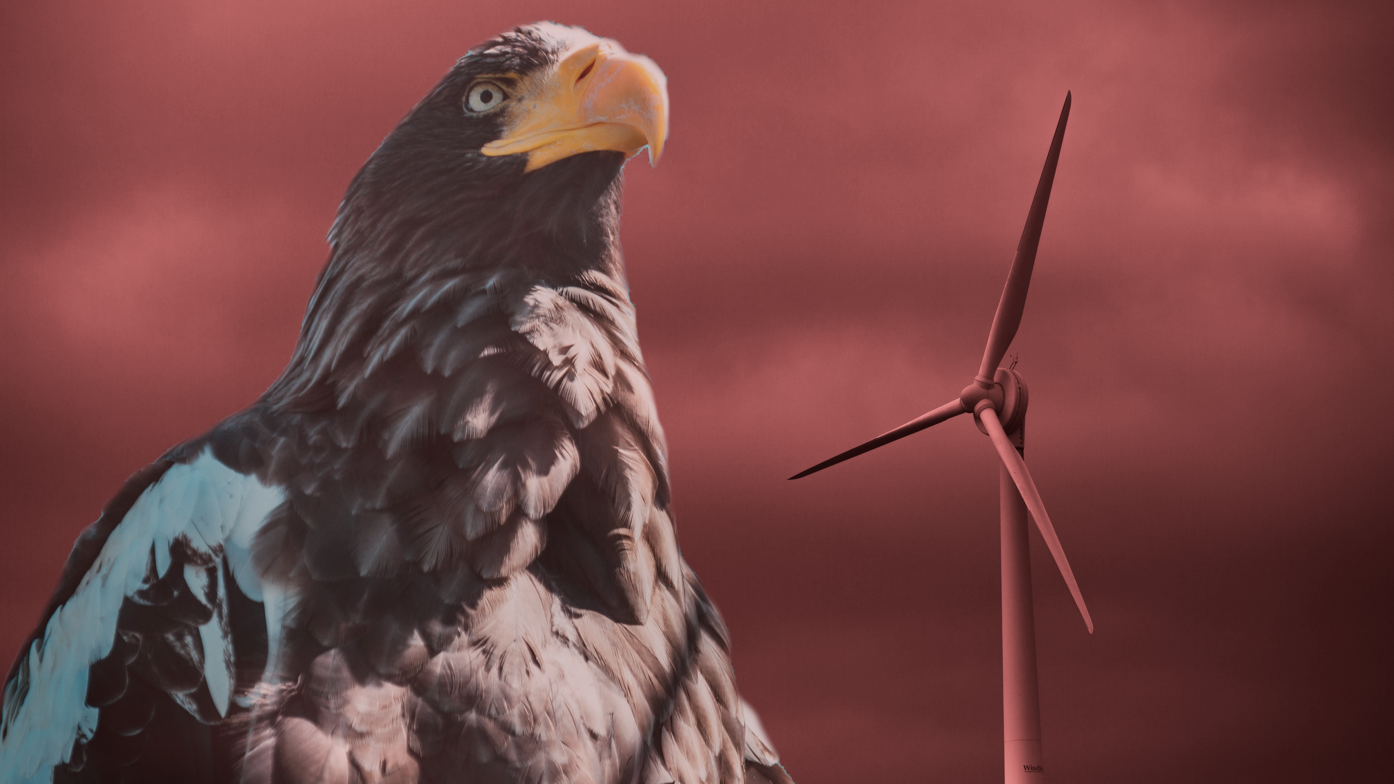 Painting the blades of wind turbines helps birds avoid them
